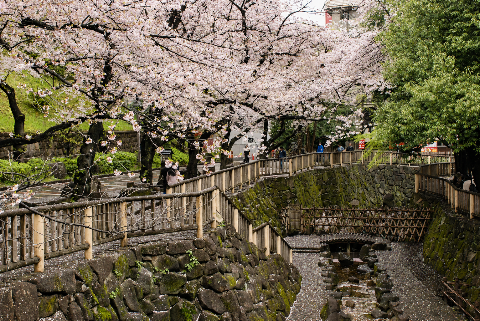 音無親水公園の桜